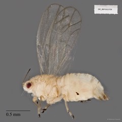 Hemiptera sp. "ZRCBDP0111719"