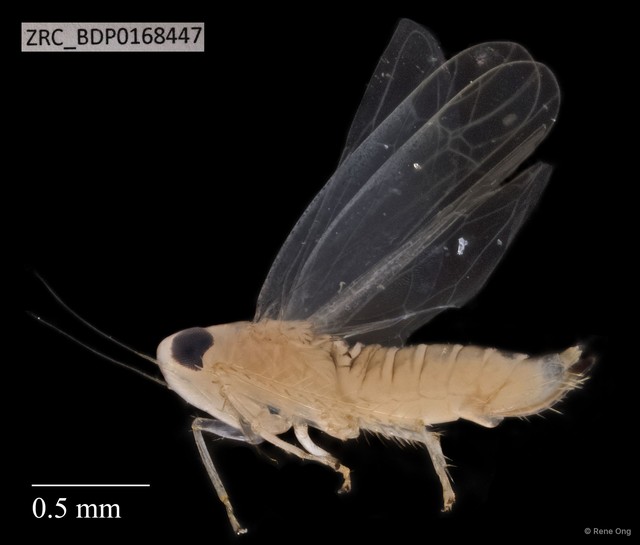 Hemiptera sp. "ZRCBDP0111747"•&copy; Rene Ong•All Rights Reserved