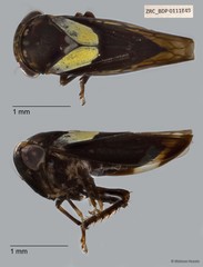 Hemiptera sp. "ZRCBDP0111849"
