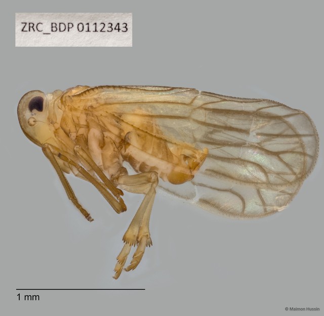 Hemiptera sp. "ZRCBDP0112343"•&copy; Maimon Hussin•All Rights Reserved