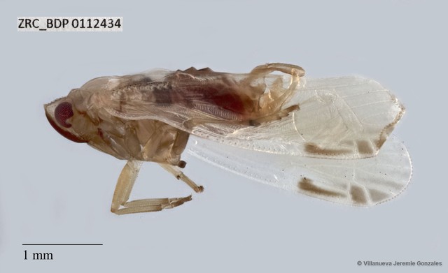 Hemiptera sp. "ZRCBDP0112434"•&copy; Villanueva Jeremie Gonzales•All Rights Reserved