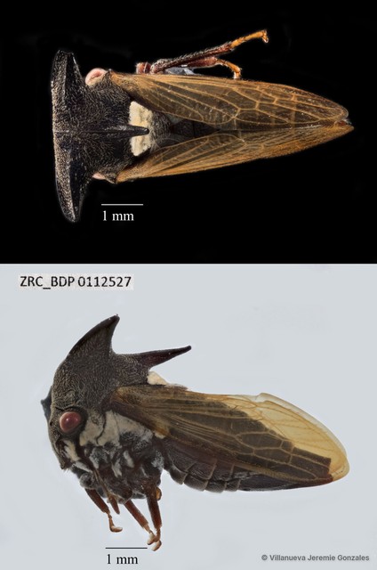 Hemiptera sp. "ZRCBDP0112527"•&copy; Villanueva Jeremie Gonzales•All Rights Reserved