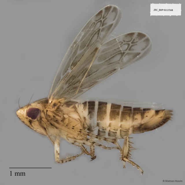 Auchenorrhyncha sp. "ZRCBDP0112568"•&copy; Maimon Hussin•All Rights Reserved