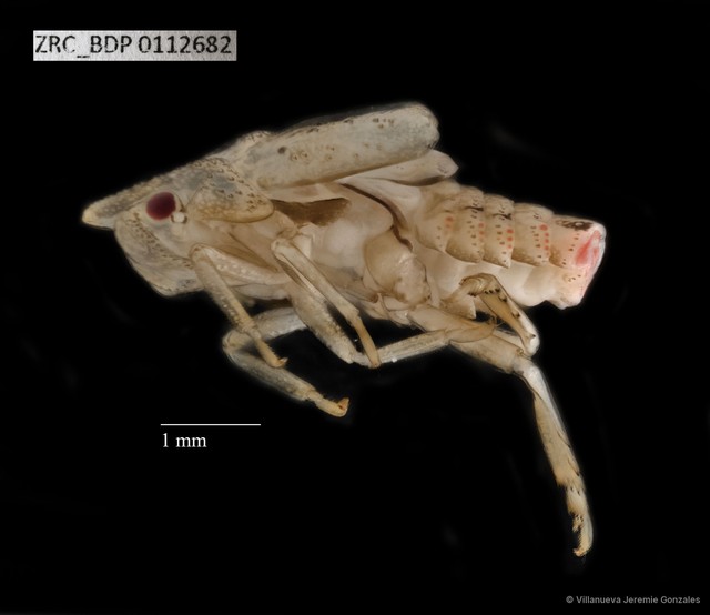 Hemiptera sp. "ZRCBDP0112682"•&copy; Villanueva Jeremie Gonzales•All Rights Reserved