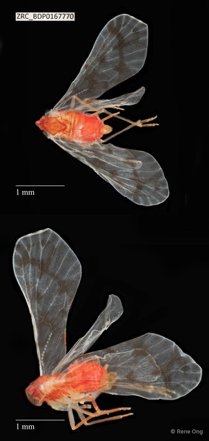 Hemiptera sp. "ZRCBDP0112694"•&copy; Rene Ong•All Rights Reserved