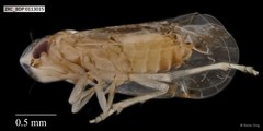 Hemiptera sp. "ZRCBDP0113015"