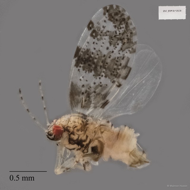 Hemiptera sp. "ZRCBDP0113529"•&copy; Maimon Hussin•All Rights Reserved