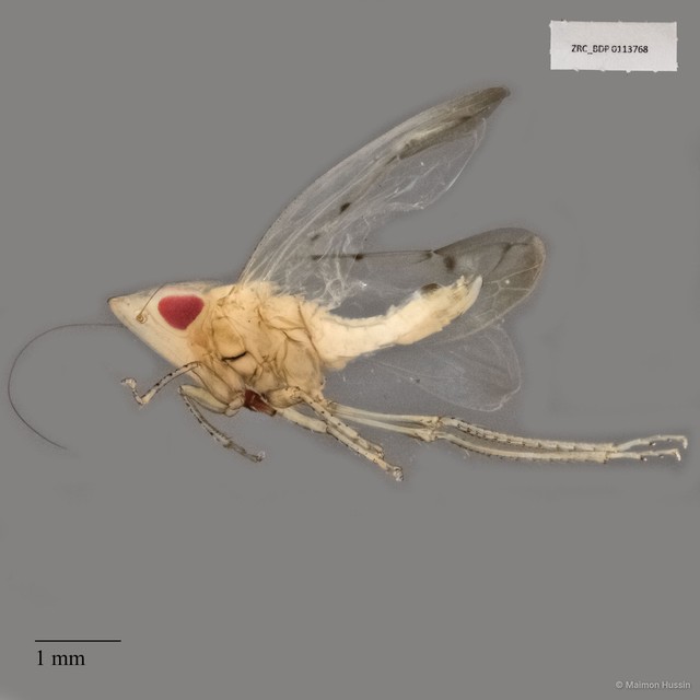Hemiptera sp. "ZRCBDP0113768"•&copy; Maimon Hussin•All Rights Reserved