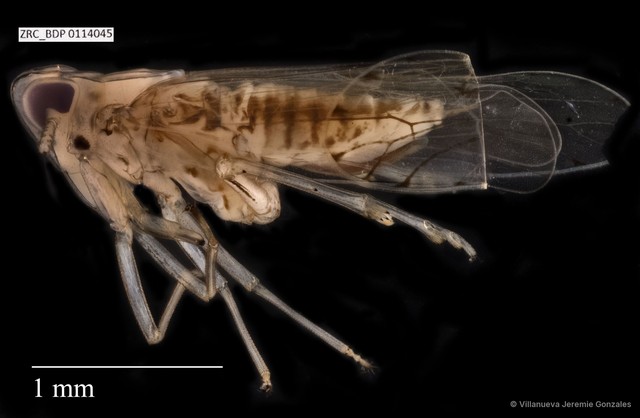 Hemiptera sp. "ZRCBDP0114045"•&copy; Villanueva Jeremie Gonzales•All Rights Reserved