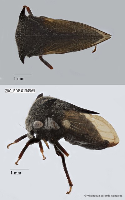 Hemiptera sp. "ZRCBDP0134565"•&copy; Villanueva Jeremie Gonzales•All Rights Reserved
