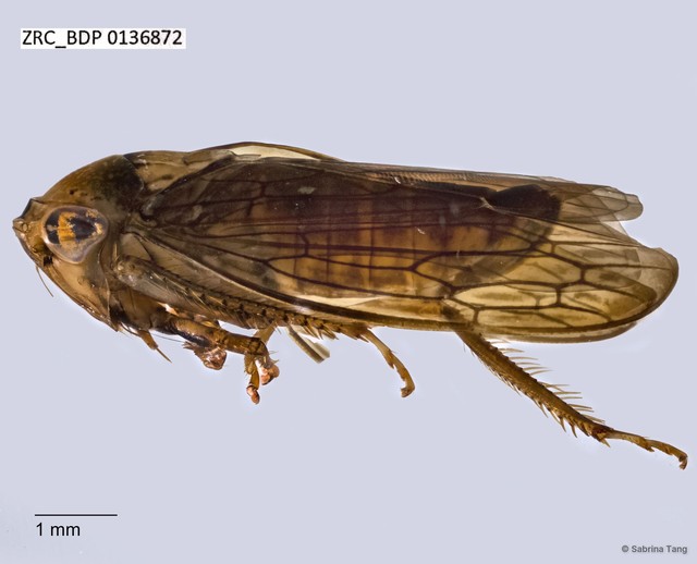 Hemiptera sp. "ZRCBDP0136872"•&copy; Sabrina Tang•All Rights Reserved