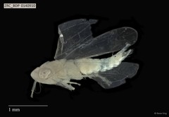 Hemiptera sp. "ZRCBDP0140910"