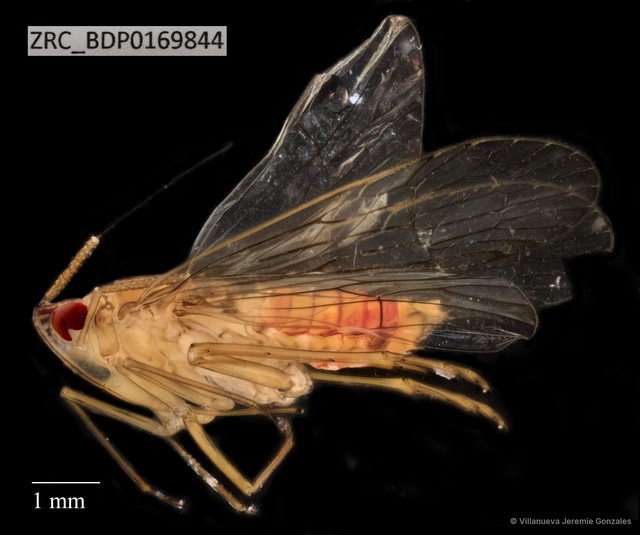 Hemiptera sp. "ZRCBDP0140913"•&copy; Villanueva Jeremie Gonzales•All Rights Reserved