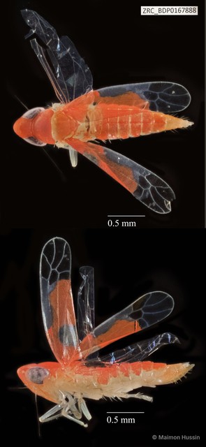 Hemiptera sp. "ZRCBDP0140928"•&copy; Maimon Hussin•All Rights Reserved