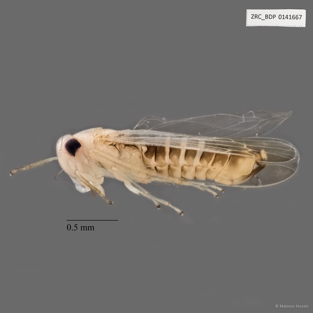 Hemiptera sp. "ZRCBDP0141667"•&copy; Maimon Hussin•All Rights Reserved