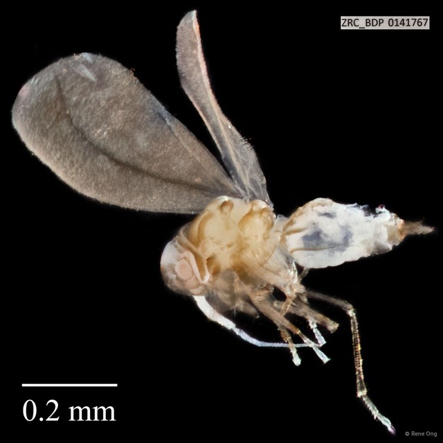 Hemiptera sp. "ZRCBDP0141767"•&copy; Rene Ong•All Rights Reserved