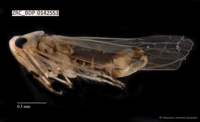 Hemiptera sp. "ZRCBDP0142553"•&copy; Villanueva Jeremie Gonzales•All Rights Reserved