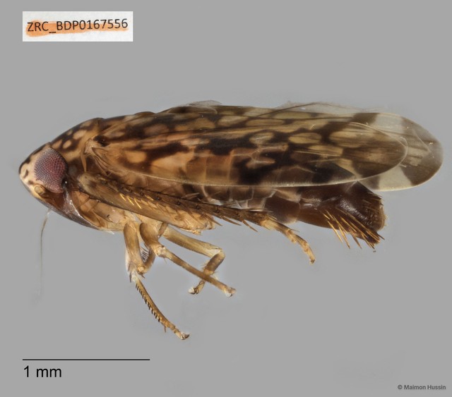 Hemiptera sp. "ZRCBDP0143192"•&copy; Maimon Hussin•All Rights Reserved