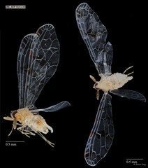 Hemiptera sp. "ZRCBDP0143248"