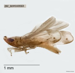 Hemiptera sp. "ZRCBDP0143264"
