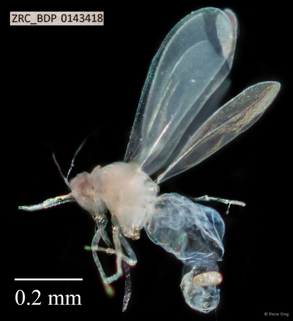 Hemiptera sp. "ZRCBDP0143418"•&copy; Rene Ong•All Rights Reserved