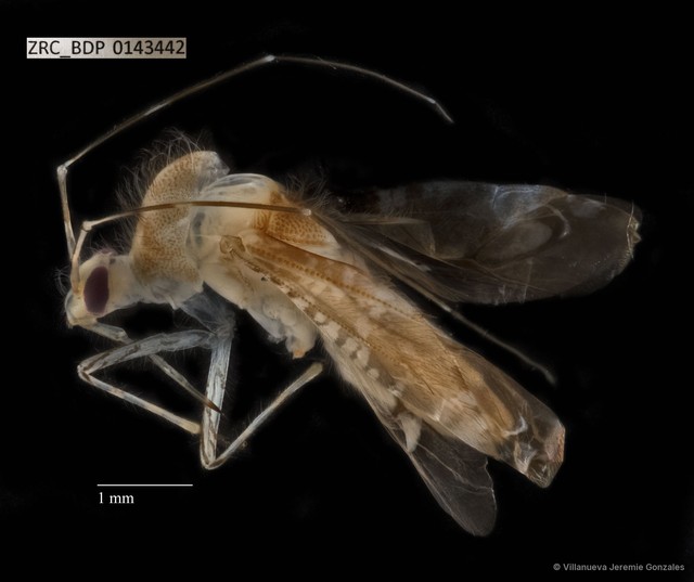 Hemiptera sp. "ZRCBDP0143442"•&copy; Villanueva Jeremie Gonzales•All Rights Reserved