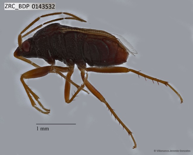 Hemiptera sp. "ZRCBDP0143532"•&copy; Villanueva Jeremie Gonzales•All Rights Reserved