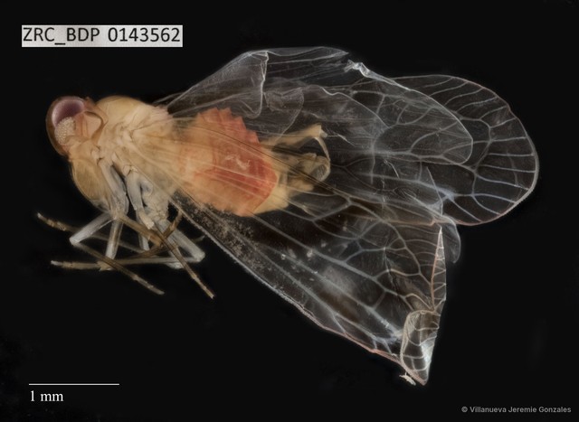 Hemiptera sp. "ZRCBDP0143562"•&copy; Villanueva Jeremie Gonzales•All Rights Reserved
