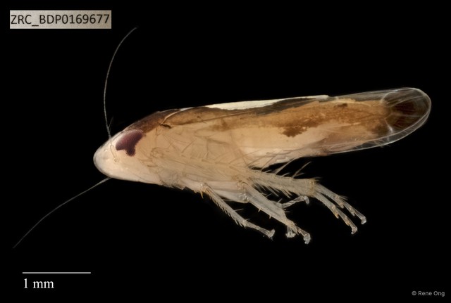 Hemiptera sp. "ZRCBDP0143625"•&copy; Rene Ong•All Rights Reserved