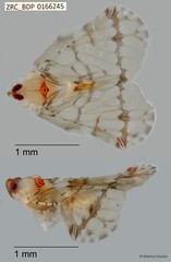 Hemiptera sp. "ZRCBDP0143677"