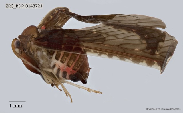 Hemiptera sp. "ZRCBDP0143721"•&copy; Villanueva Jeremie Gonzales•All Rights Reserved