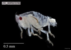 Hemiptera sp. "ZRCBDP0143962"