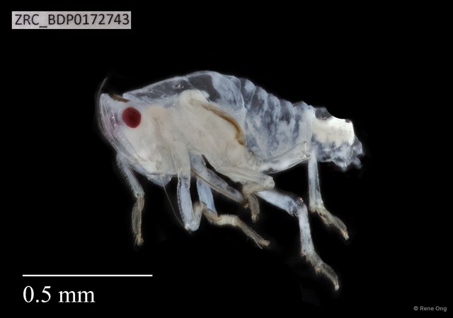 Hemiptera sp. "ZRCBDP0143962"•&copy; Rene Ong•All Rights Reserved