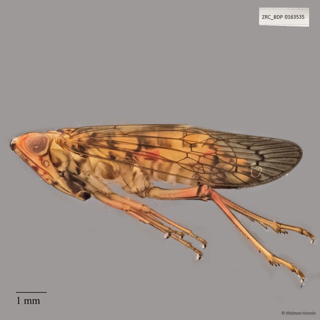 Hemiptera sp. "ZRCBDP0163535"•&copy; Maimon Hussin•All Rights Reserved