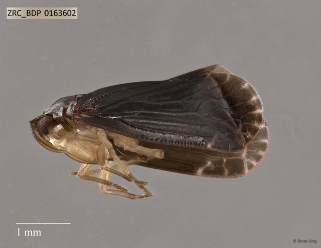 Hemiptera sp. "ZRCBDP0163602"•&copy; Rene Ong•All Rights Reserved
