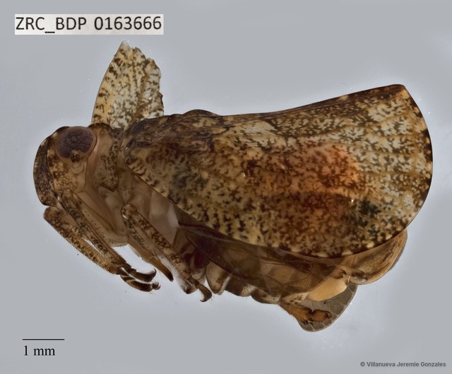 Hemiptera sp. "ZRCBDP0163666"•&copy; Villanueva Jeremie Gonzales•All Rights Reserved