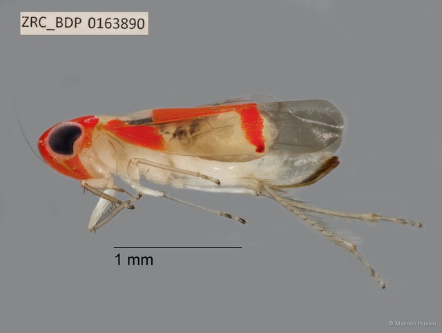 Hemiptera sp. "ZRCBDP0163890"•&copy; Maimon Hussin•All Rights Reserved