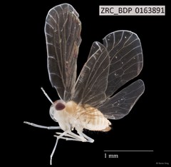 Hemiptera sp. "ZRCBDP0163891"