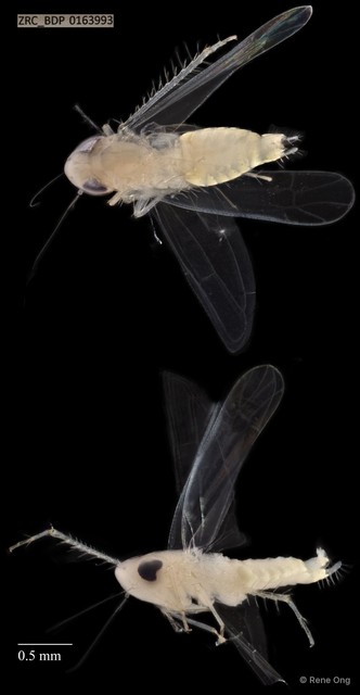 Hemiptera sp. "ZRCBDP0163993"•&copy; Rene Ong•All Rights Reserved