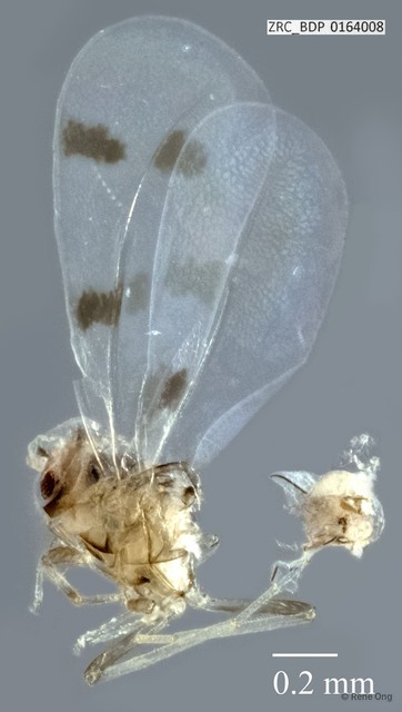 Hemiptera sp. "ZRCBDP0164008"•&copy; Rene Ong•All Rights Reserved