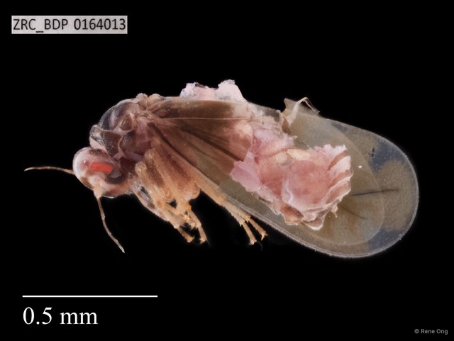 Hemiptera sp. "ZRCBDP0164013"•&copy; Rene Ong•All Rights Reserved