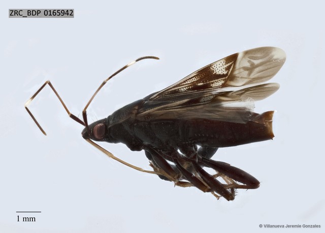 Hemiptera sp. "ZRCBDP0165942"•&copy; Villanueva Jeremie Gonzales•All Rights Reserved