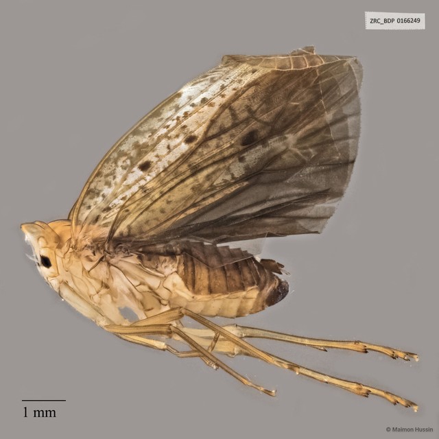Hemiptera sp. "ZRCBDP0166249"•&copy; Maimon Hussin•All Rights Reserved