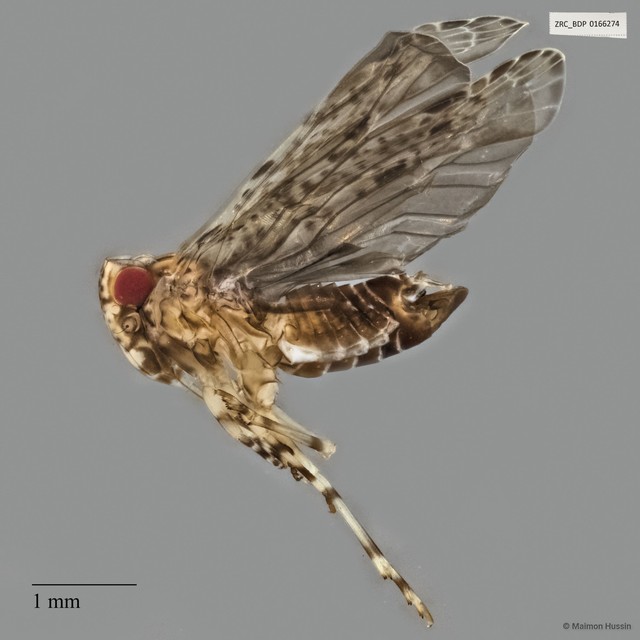 Fulgoromorpha sp. "ZRCBDP0166274"•&copy; Maimon Hussin•All Rights Reserved