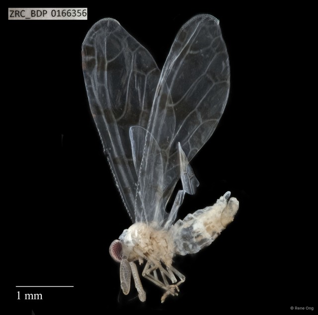Hemiptera sp. "ZRCBDP0166356"•&copy; Rene Ong•All Rights Reserved
