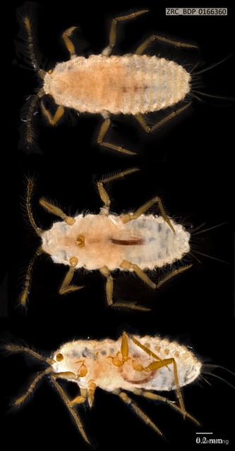 Hemiptera sp. "ZRCBDP0166360"•&copy; Rene Ong•All Rights Reserved