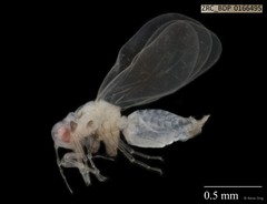 Hemiptera sp. "ZRCBDP0166495"