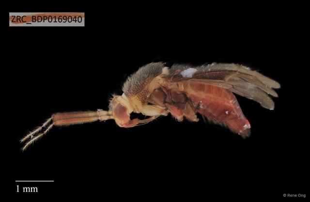 Hemiptera sp. "ZRCBDP0167349"•&copy; Rene Ong•All Rights Reserved