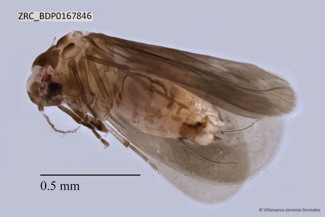 Hemiptera sp. "ZRCBDP0167846"•&copy; Villanueva Jeremie Gonzales•All Rights Reserved