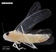 Hemiptera sp. "ZRCBDP0167873"